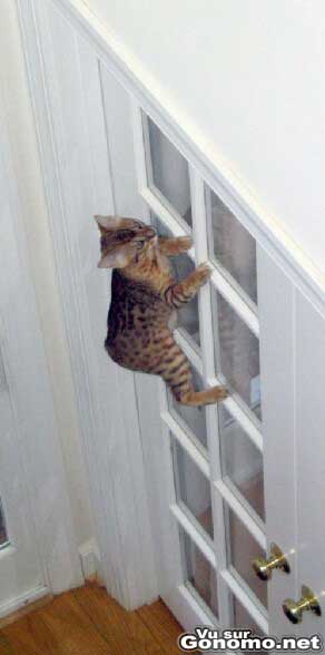 Spider cat : un chat qui escalade une porte vitree