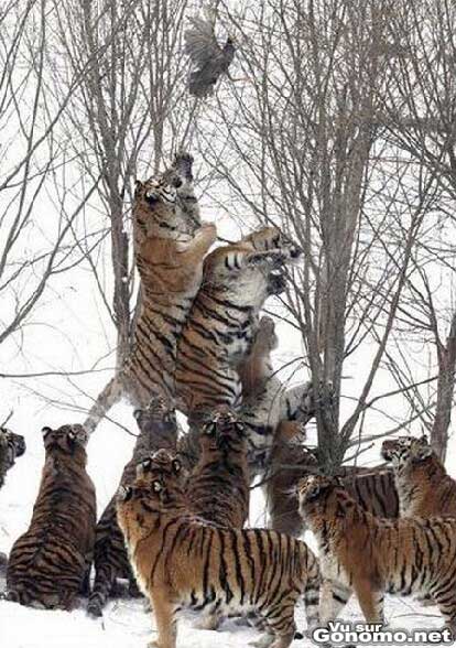 Un groupe de tigres se bat pour une pauvre petite dinde