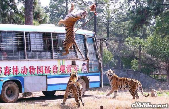 Un tigre tres agile en train de faire un salto arriere pour choper un bout de viande