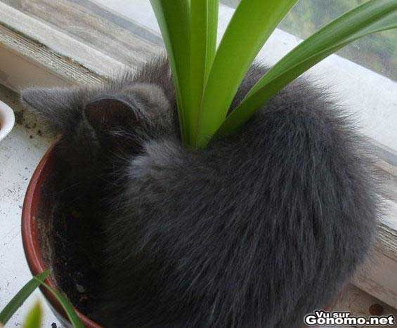 Un chat qui ne fait qu un avec cette plante