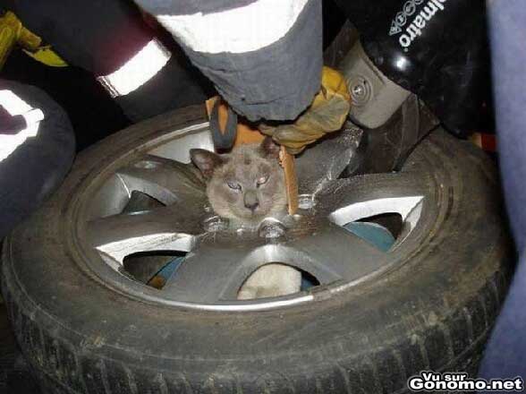 Comment ce chat a fait pour se coincer dans une roue de voiture ?