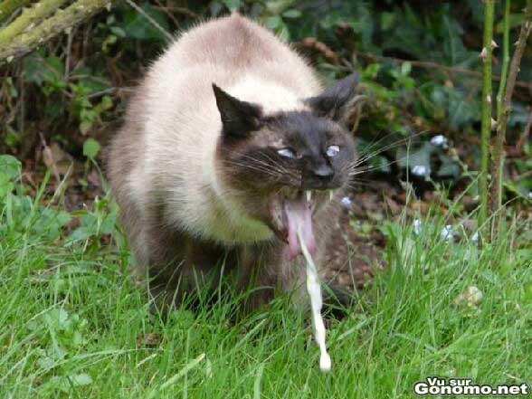 Un chat qui lache un belle quiche ! :s