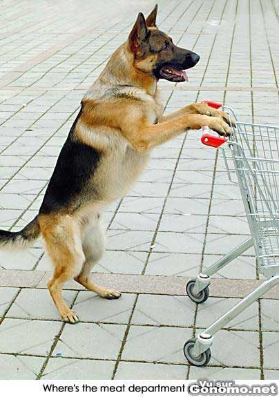 Un chien qui va faire ses courses