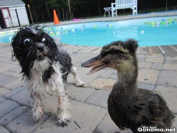 Oh My God ! Quel stupeur dans le regard de ce chien fixant ce canard