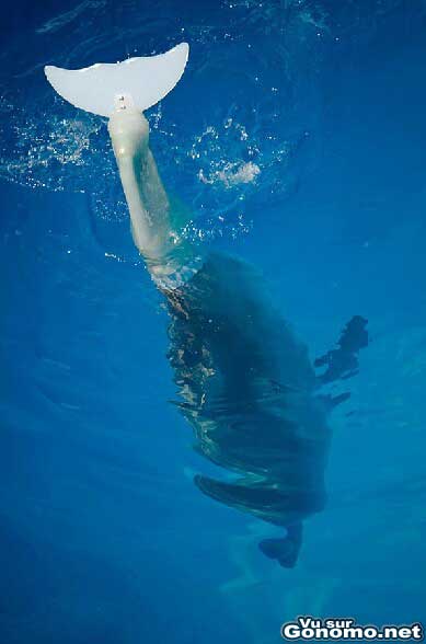Un dauphin avec une prothese de queue :o