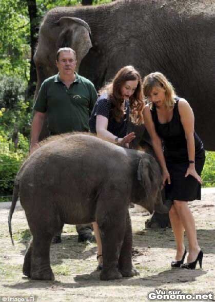Un elephanteau qui sait s y prendre avec les femmes