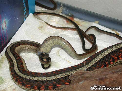 Un serpent en train de donner la vie ... pour une fois :p