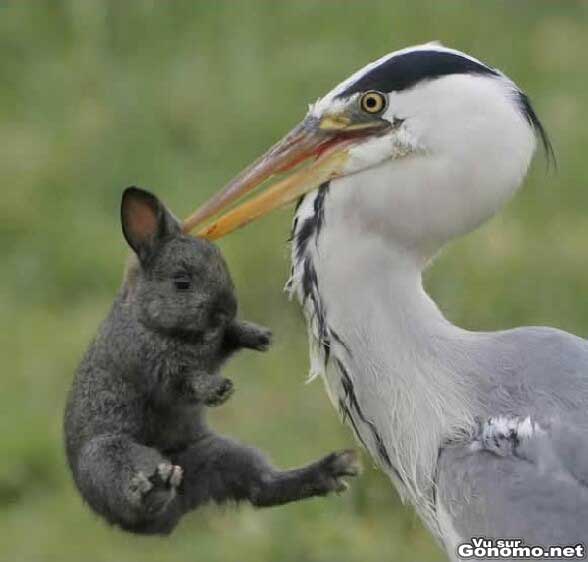 Un heron prend dans son bec un lapin