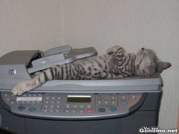 Un petit chaton fait la sieste dans un photocopieur