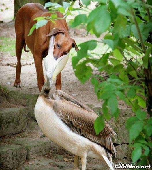Un pelican qui donne a manger a un chien