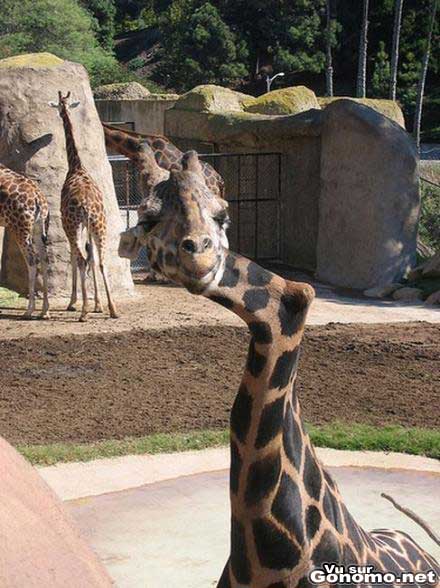 Une girafe avec le cou casse