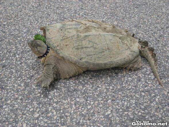 Une tortue rebelle avec sa crete verte !