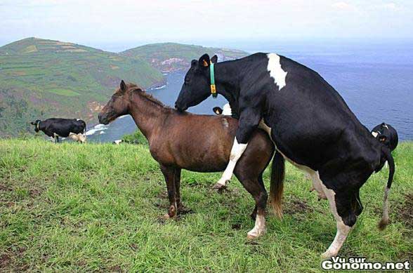 Une vache qui veut se faire un cheval ???