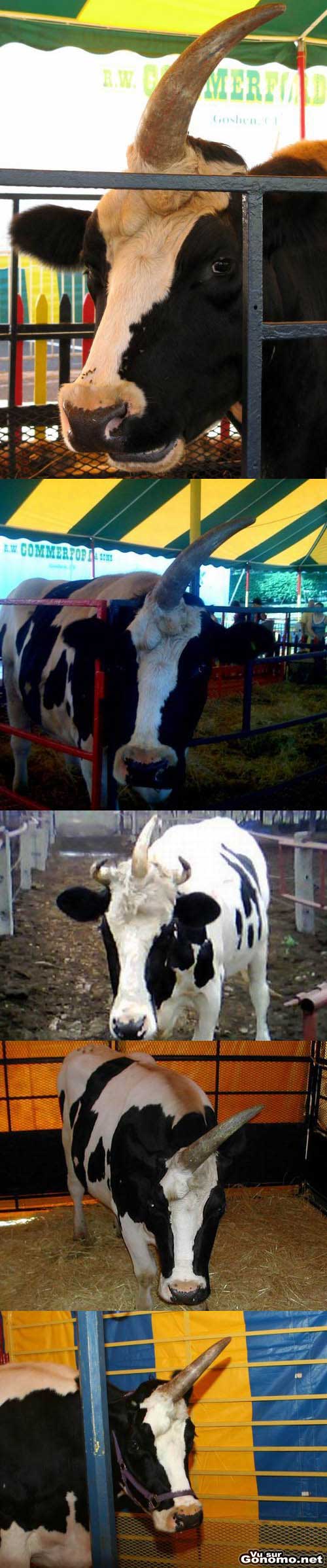 Vache a 3 cornes : une vache etrange avec une corne centrale comme une licorne ??