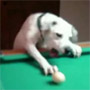 Un chien qui joue au billard. Paye tes trous dans le tapis lol