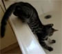 Un chat un peu curieux pris au piege dans une baignoire ...