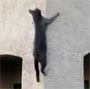 Spider cat, un chat qui escalade un mur tranquillement !