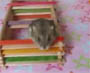 Un hamster qui fait son parcours de sante !