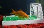 Un accessoire d aquarium qui va plaire a votre poisson rouge s il est amateur de football