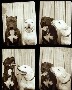 Deux American Staffordshire Terrier dans un photomaton. Un vrai petit couple ... :)