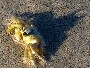 Batcrab : l ombre d un crabe dans le sable ressemble etrangement a Batman