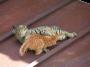 Des chats qui se font plaisir ! Miaouuuuuuuuuu !