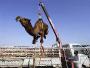 Un chameau suspendu a une grue est decharge d un camion
