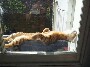 Ne pas deranger : un chat en pleine sieste dans le bac a fleurs se fait bronzer sur le dos
