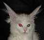 Un chat bizarre avec ses grandes oreilles et ses yeux rouges et verts a cause du flash