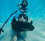 Un chat fait de la plongee sous marine