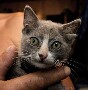 Chat etrange : un chat mignon ... malgre ses quatre oreilles ! Wtf ??