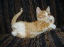 Star cat : un chat prend la pose devant l appareil en toute simplicite :)
