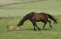 Un cheval qui mangerait bien un chien !