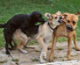 Un chien profite d une bagarre entre deux de ses congeneres pour soulager ses envies ! :)