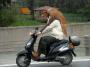 Un vrai rider ce chien !