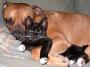 Ce chien et ce chat forment un beau couple ensemble