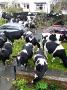 Une invasion de vaches !