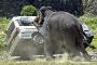 Un elephant charge une voiture