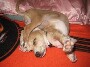 Trop mignon ce chiot qui doit etre super a l aise pour faire sa sieste