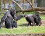 Un chimpanze en train de mettre un doigt dans le cul de l un de ses congeneres !