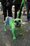 Un bulldog deguise en incroyable Hulk !