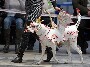 Un costume integral insolite pour ce chien deguise en dragon blanc