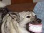 Un chien qui rapporte le dentier de son metre dans sa gueule