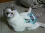 Un chat qui s eclate sur sa nintendo DS