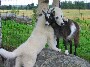 C est l amour fou entre ce chien et cette chevre. Trop mignon comme on dit !