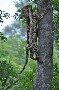 Leopard vs serpent : un leopard monte dans un arbre avec son repas