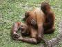 Preliminaire entre orang outan