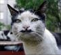 Un chat a moustache. Pas tres beau entre nous !