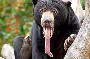 Trop fort le regard et la langue de cet ours brun ! lol