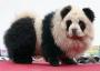 Un panda geant tout poilu et tout moche. Mais est ce un vrai panda ?